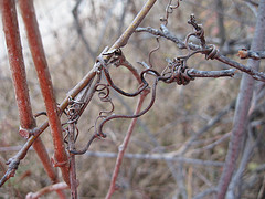 Photograph: "Bittersweet tendrils" by knitsteel